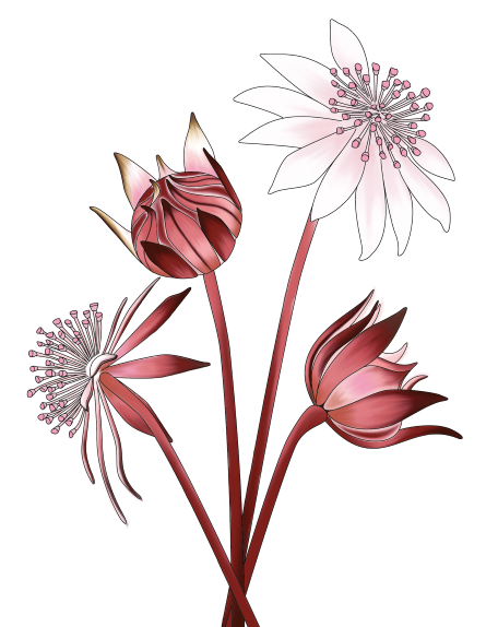 Pink Flannel Flower illustration