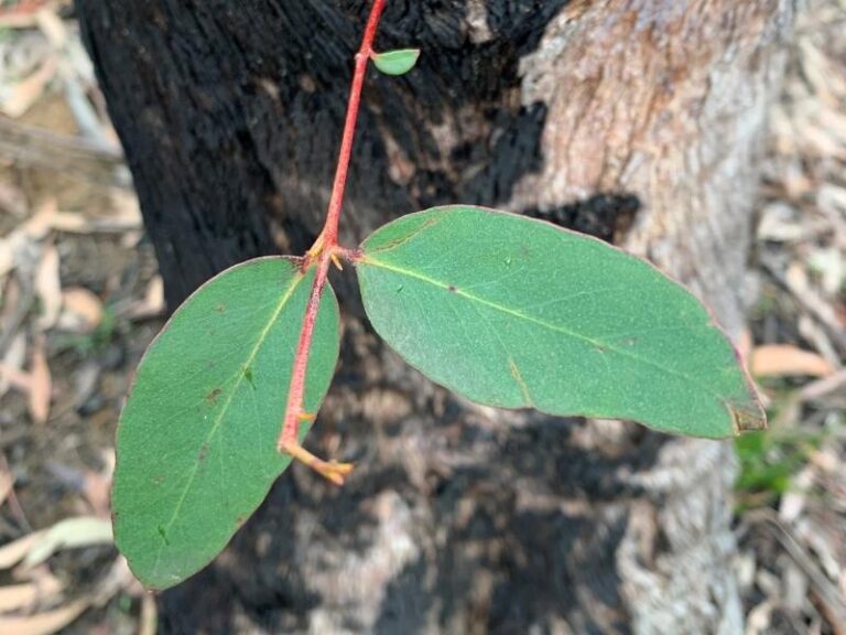 Bushfire Recovery & Resilience