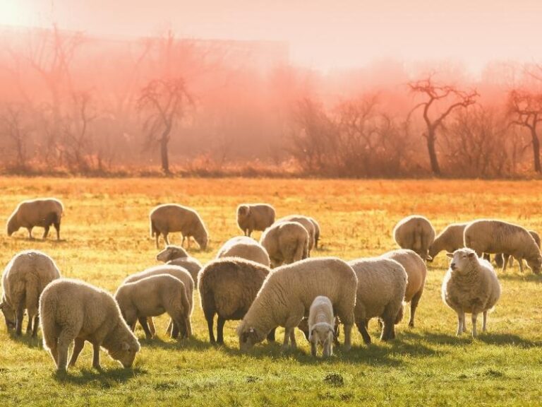 Animal Welfare League Animal Emergency Plan