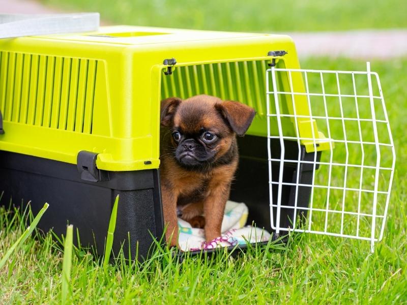 Pug in crate