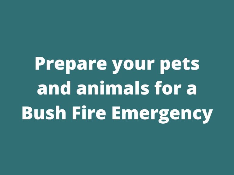 Prepare your pets and animals for a bush fire emergency